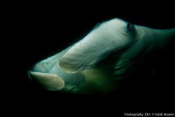 Phantom of the ocean by Frank Nuijens 